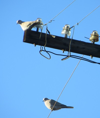 Two Eurasian collared doves perched on a powerline.